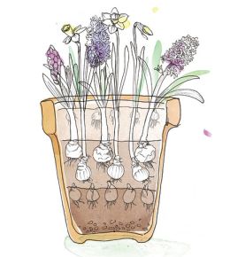 Lasagnebeplanting is bloembollen in laagjes planten, zodat je het hele voorjaar kunt genieten van bloeiende bloembollen. Vergeet deze bloembollen niet te planten in het najaar. Zie hier bloeifase 2.