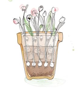 Lasagnebeplanting is bloembollen in laagjes planten, zodat je het hele voorjaar kunt genieten van bloeiende bloembollen. Vergeet deze bloembollen niet te planten in het najaar. Zie hier bloeifase 3.