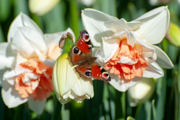 Vlinders zijn goed voor de biodiversiteit, maar ze zijn ook gek op narcissen. Deze combinatie zorgt voor een mooie tuin en is ook nog eens goed voor de biodiversiteit