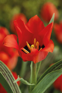 bulb afbeelding