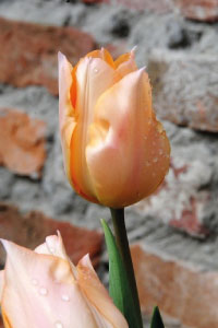 bulb afbeelding