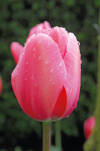 bulb afbeelding