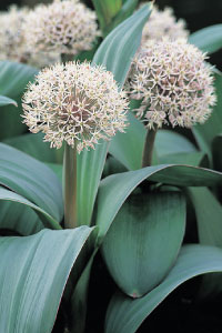 bulb afbeelding