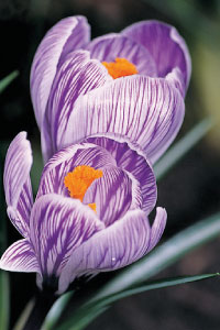 bulb afbeelding