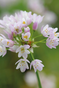 bulb afbeelding