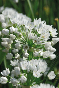 bulb afbeelding