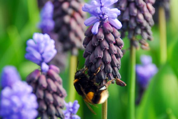 Vanaf januari komt, via de vroegst bloeiende bolgewassen, al nectar en stuifmeel vrij. Wil je weten welke bolgewassen insecten voorzien van voedsel en daarmee de biodiversiteit verhogen? Muscari bloembollen planten is een must voor de biodiversiteit.