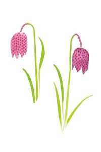 bulb afbeelding