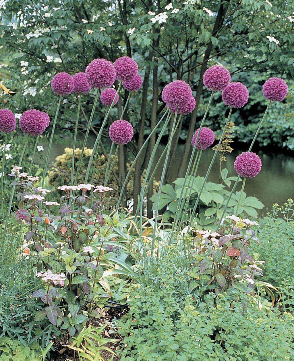 Allium-giganteum