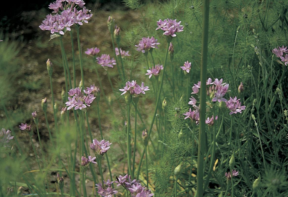 Allium-unifolium