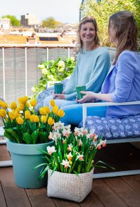 Balkon bloembollen op pot. Narcissen en gele tulpen.