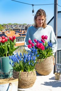 Dakterras met potten blauwe druifjes en roze tulpen.