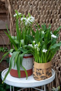 Calla, Ornithogalum