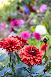 Dahlia