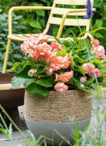Begonia 'On Top Pink Halo'