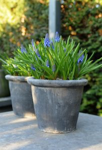 a couple of potted plants,  Muscari