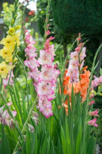 a group of colorful flowers