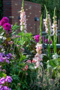 a group of flowers in a garden