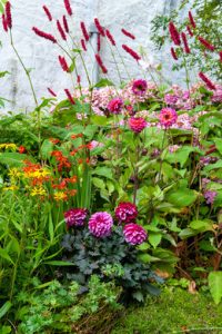 a group of flowers in a garden
