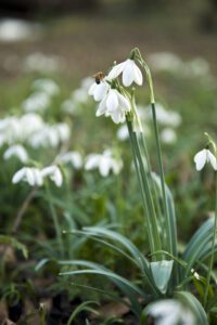Galanthus